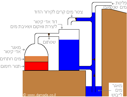 סנונתיים וסיסיים